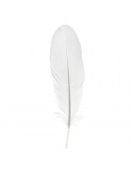6 PLUMES BLANCHES MM