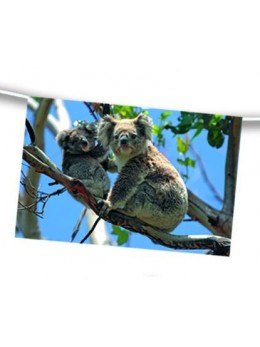 guirlande australie koala