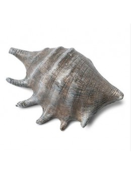 Coquillage gris 12cm