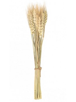 bouquet 24 épis de blé 35cm