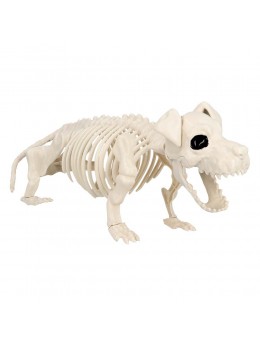 Squelette de chien 52cm