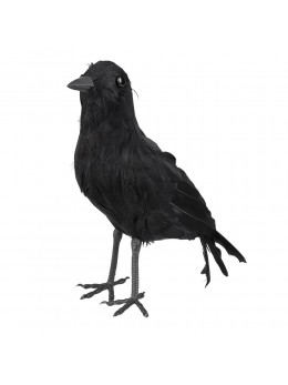 Petit corbeau plumes noir