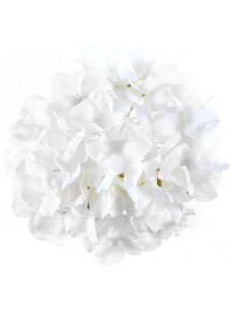 Hortensia blanc 20cm